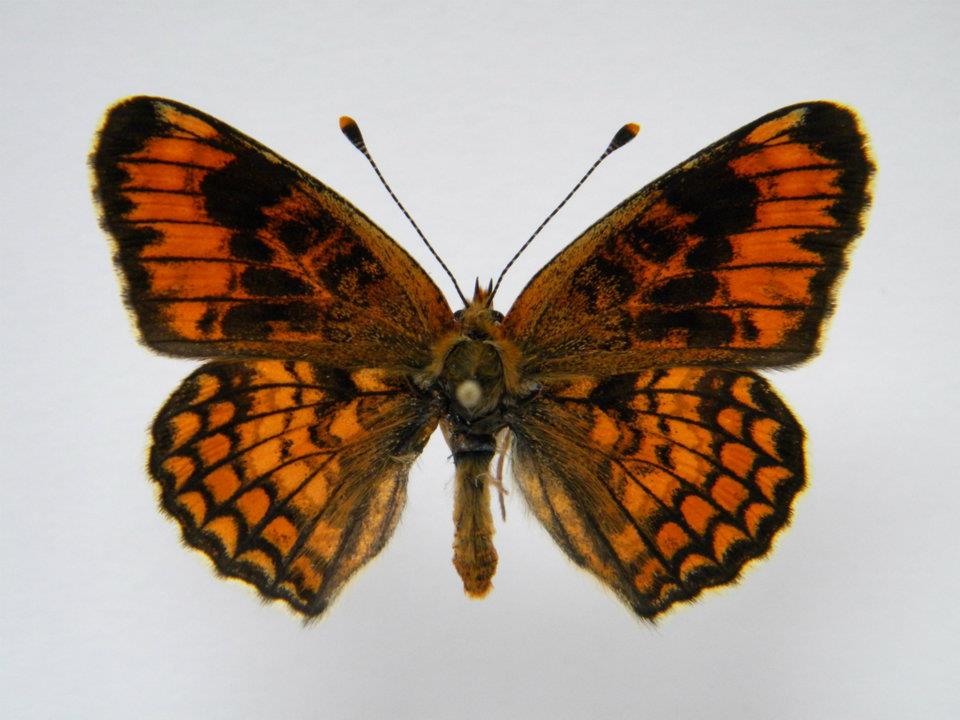 Melitaea phoebe abb (Internet Image property of respective owner, non-commercial use only)